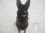 Schæferhund Scharif's Amy R.I.P