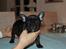 Fransk bulldog Aabech Enya Exellence  R.I.P - Så er jeg blevet 7 uger og stadig en lille skønhed - kun en god uge til jeg kommer hjem :-)