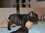 Fransk bulldog Aabech Enya Exellence  R.I.P - En rigtig lille "udstillings-hund" :-)