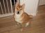 Shiba Heok's Ryuu kaldes Taiko - 5 måneder gammel :)