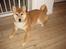 Shiba Heok's Ryuu kaldes Taiko - 5 måneder gammel :)