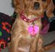 Cavalier king charles spaniel Dina - R.I.P.den 22/11-10