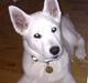 Siberian husky / hvid schæfer-Nico