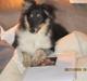 Shetland sheepdog Laika