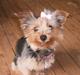 Yorkshire terrier Tino