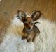 Russisk toy terrier Favorit Style Vitaminka