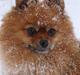 Pomeranian Bianca