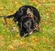 Labrador retriever Molly