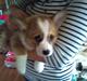 Welsh corgi pembroke Snickers