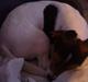 Jack russell terrier Gizzy