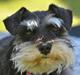 Dvaergschnauzer Gabbi