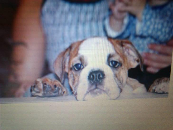 Engelsk bulldog Chili billede 15