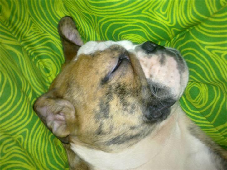 Engelsk bulldog Chili billede 17