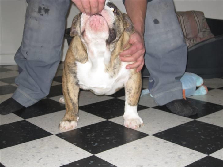 Engelsk bulldog Wallace *Kinibox*  billede 10