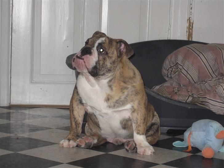 Engelsk bulldog Wallace *Kinibox*  billede 11