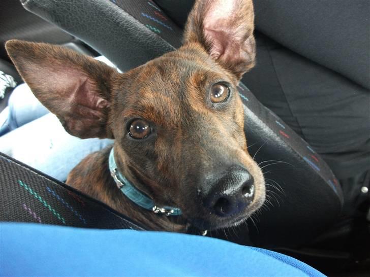 Blanding af racer Danni billede 13