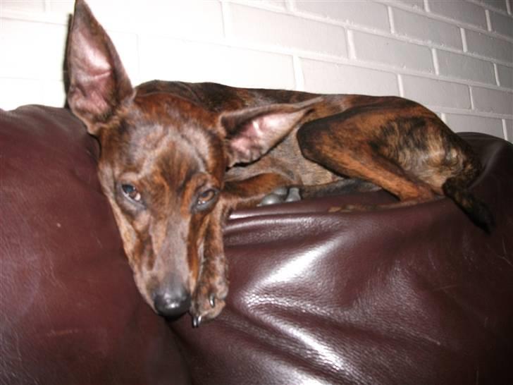 Blanding af racer Danni billede 14