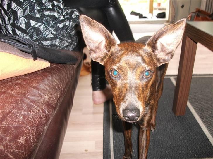 Blanding af racer Danni billede 15