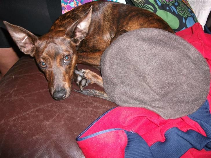 Blanding af racer Danni billede 16