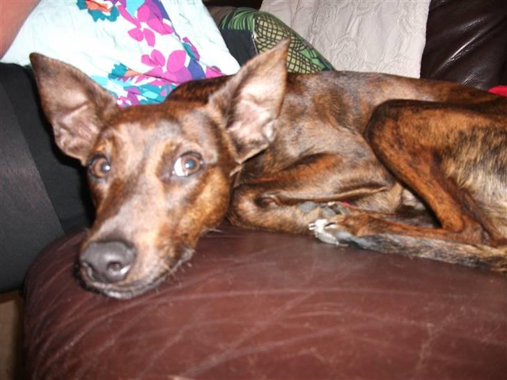 Blanding af racer Danni billede 17