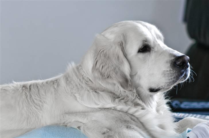 Golden retriever Brorson billede 14