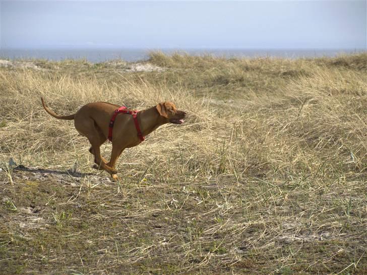 Rhodesian ridgeback Kinyemi Luka F'lora billede 16