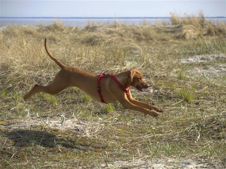 Rhodesian ridgeback Kinyemi Luka F'lora billede 17