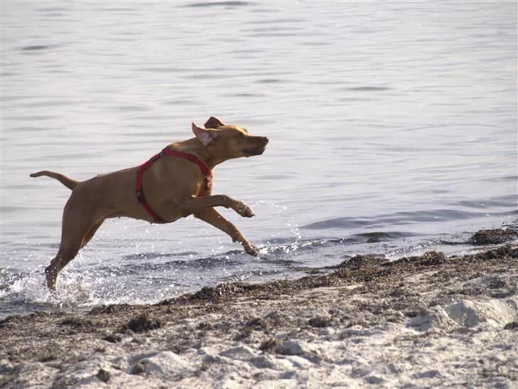 Rhodesian ridgeback Kinyemi Luka F'lora billede 18