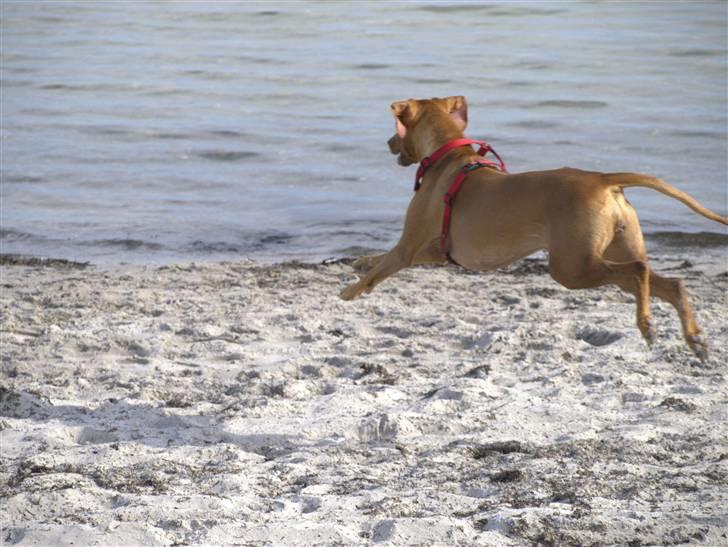 Rhodesian ridgeback Kinyemi Luka F'lora billede 19