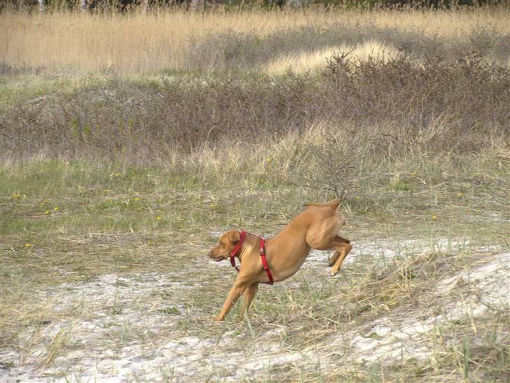 Rhodesian ridgeback Kinyemi Luka F'lora billede 20