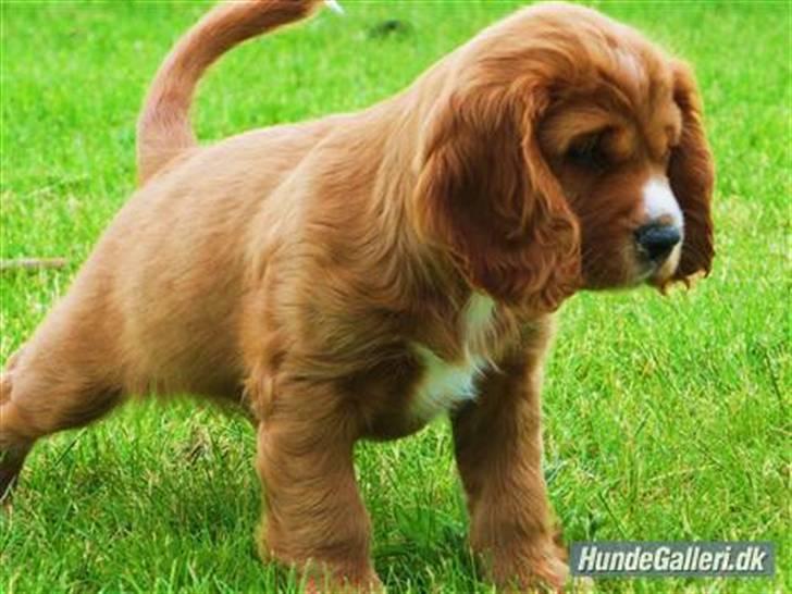 Cocker spaniel » bailey «  - skulle lige prøve at ligne en pige :D billede 20