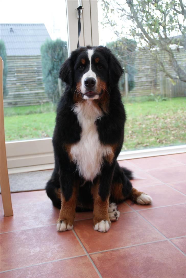Berner sennenhund Lenesberner Diamond - Diamond 7 mdr. billede 1