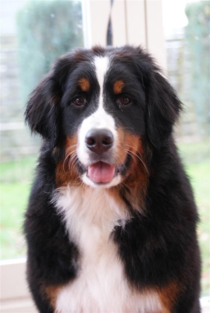 Berner sennenhund Lenesberner Diamond - Mors smukke tøz billede 2