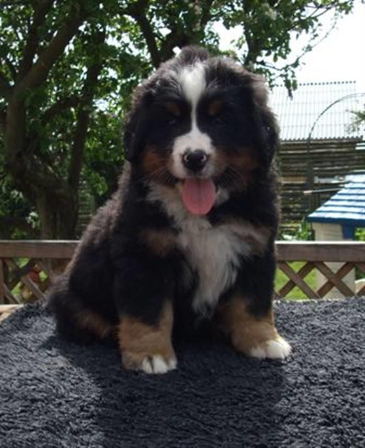 Berner sennenhund Lenesberner Diamond - Diamond 7 uger billede 3