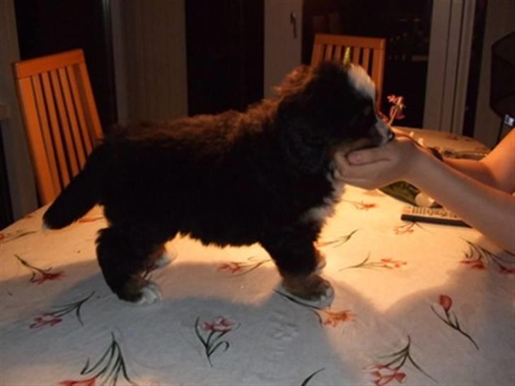 Berner sennenhund Lenesberner Diamond - 6 uger billede 4