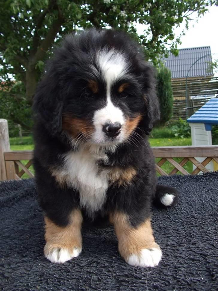 Berner sennenhund Lenesberner Diamond - diamond 8 uger billede 5