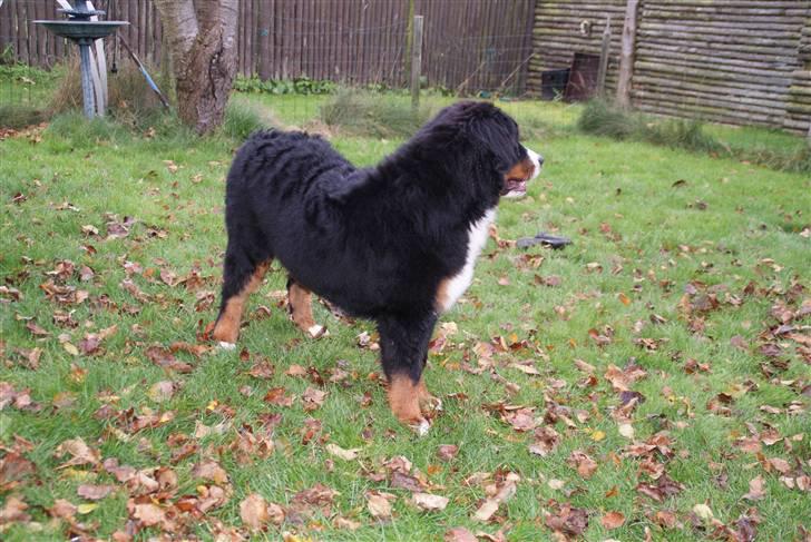 Berner sennenhund Lenesberner Diamond - I haven billede 6
