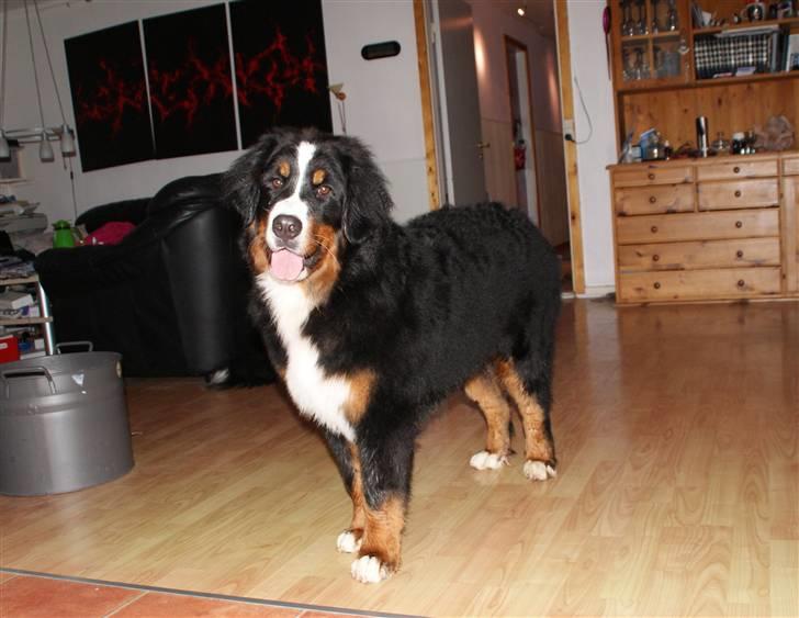 Berner sennenhund Lenesberner Diamond - Skal vi ikke lege billede 7