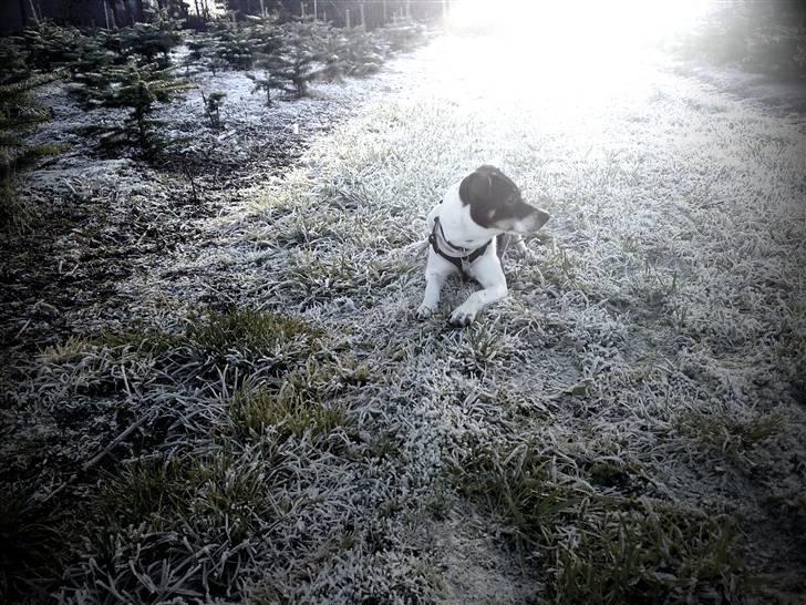 Dansk svensk gaardhund Hannibal billede 17