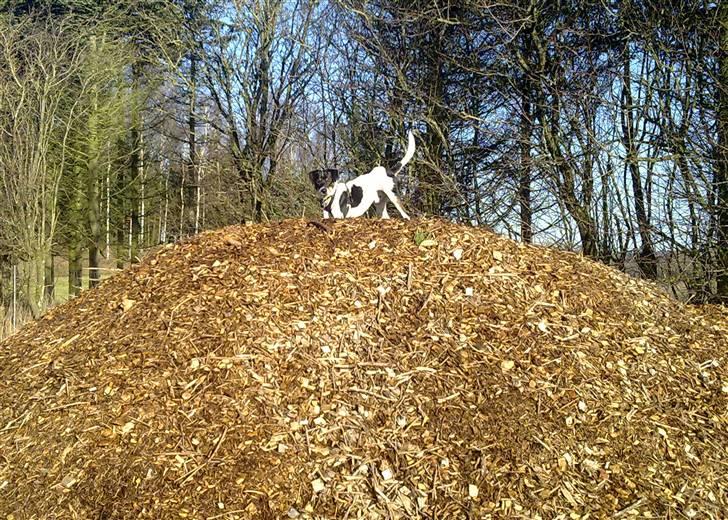 Dansk svensk gaardhund Hannibal billede 18