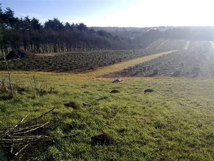 Dansk svensk gaardhund Hannibal billede 19