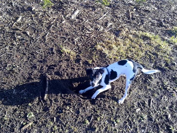 Dansk svensk gaardhund Hannibal billede 20