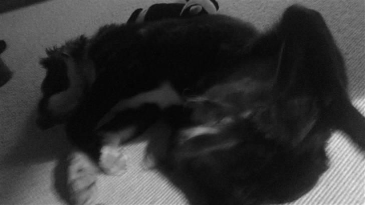 Blanding af racer rickie billede 12