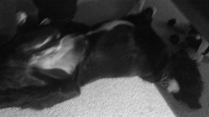 Blanding af racer rickie billede 13