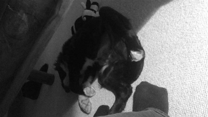 Blanding af racer rickie billede 14