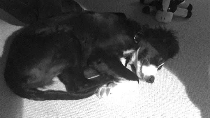 Blanding af racer rickie billede 15