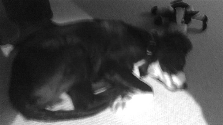 Blanding af racer rickie billede 16