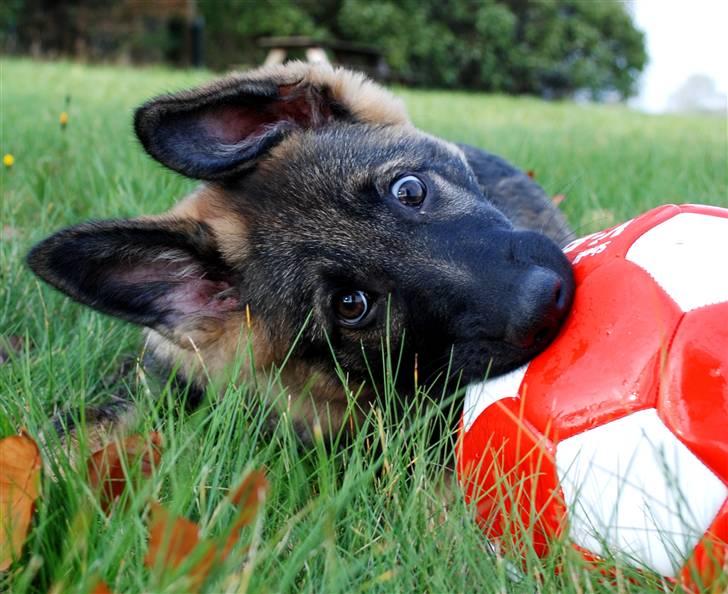 Schæferhund Coffey billede 10