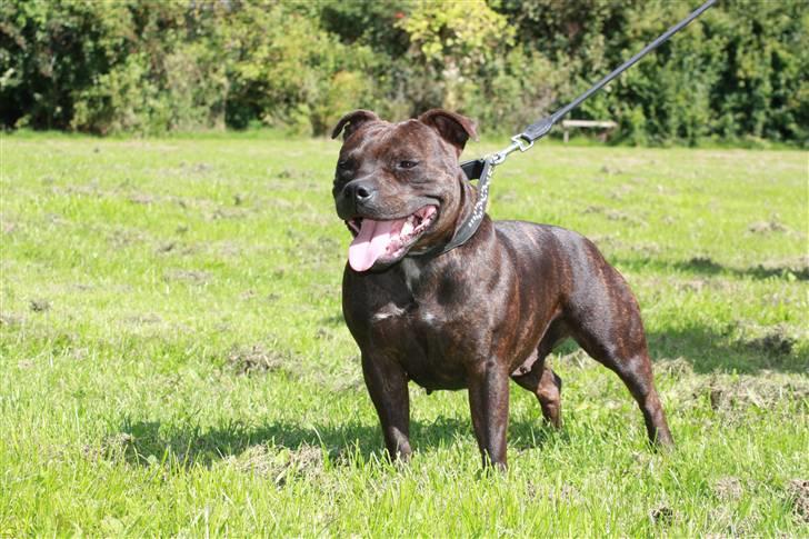 Staffordshire bull terrier Tovdal Little Angel  billede 14