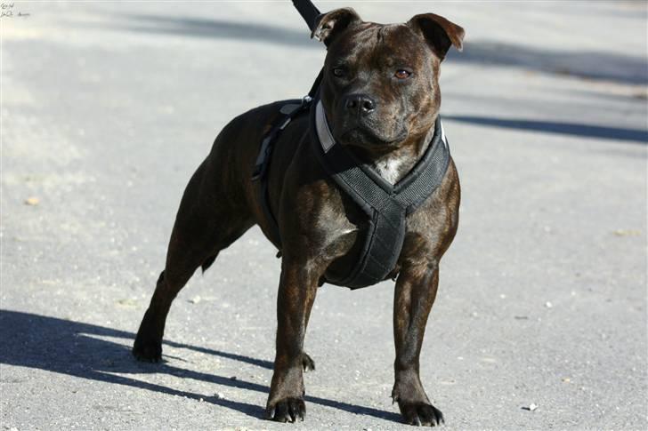 Staffordshire bull terrier Tovdal Little Angel  billede 15